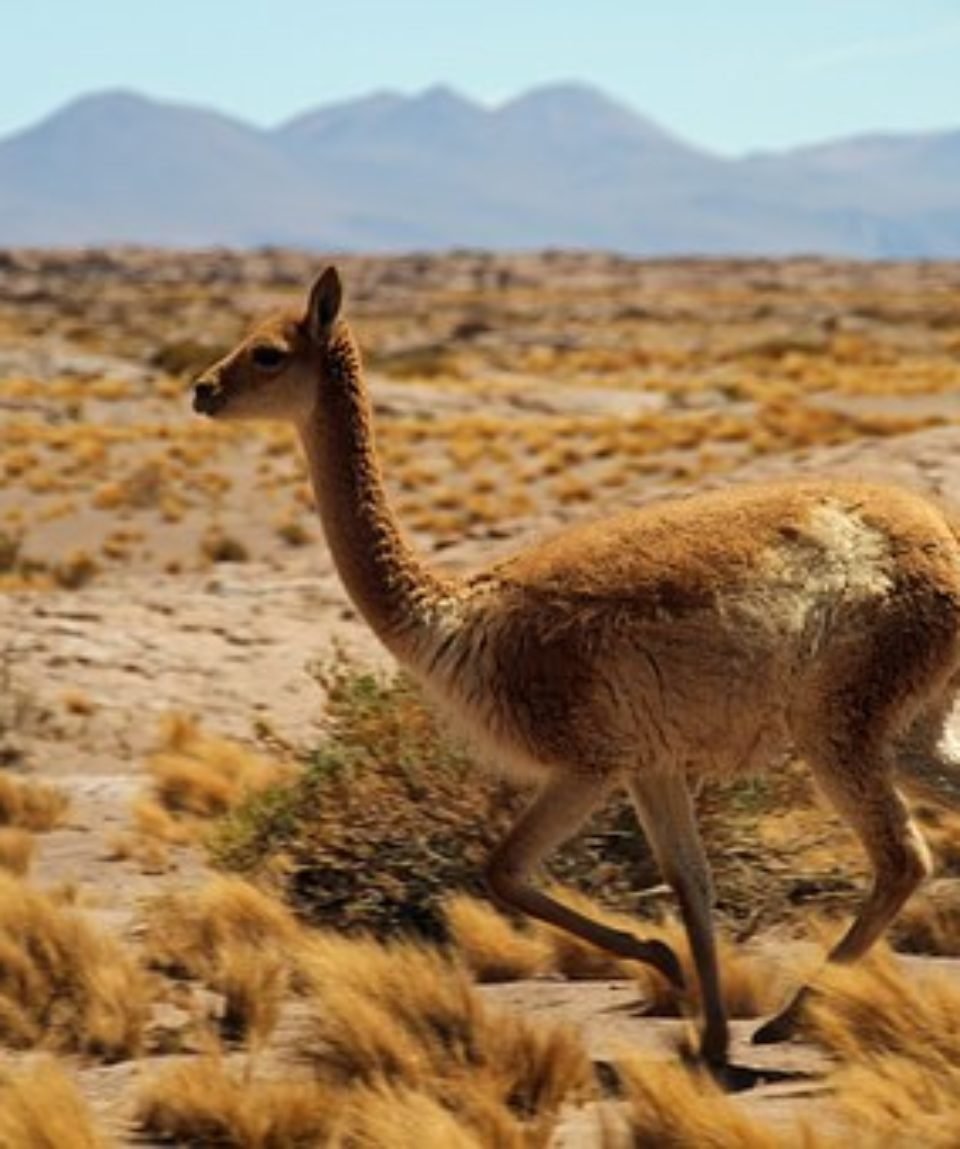 Гибрид гуанако и викуньи