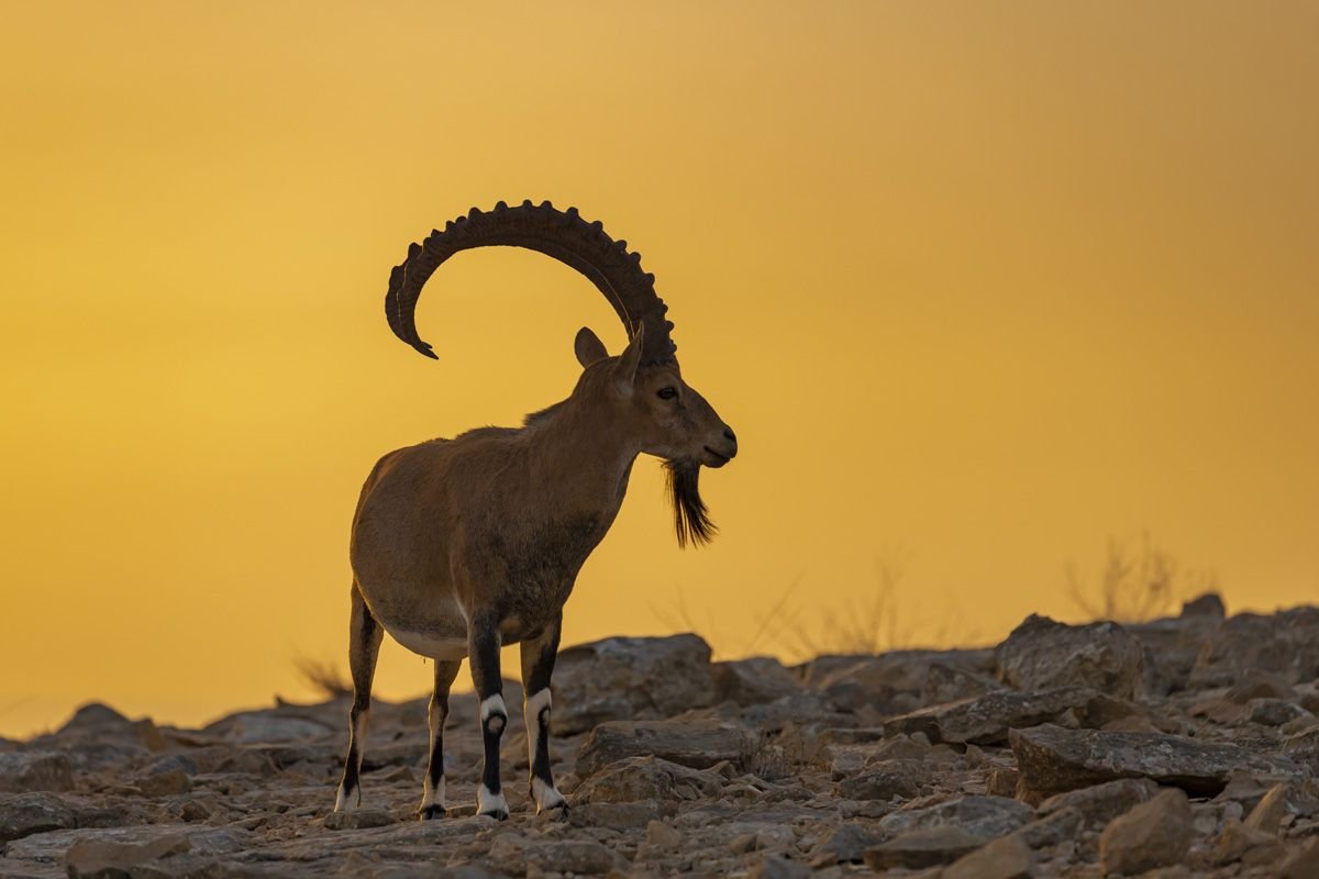 Пустыня животные