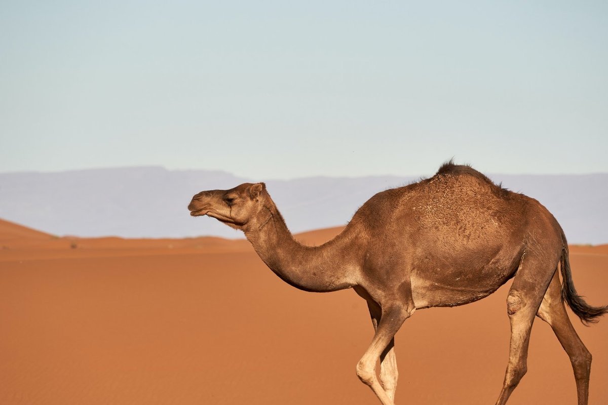 Одногорбый верблюжонок