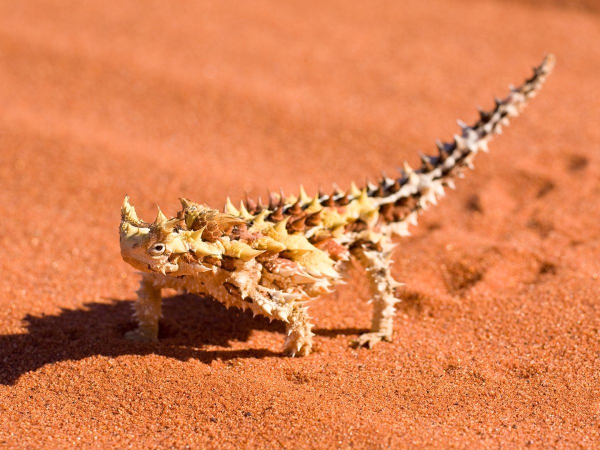 Животные пустыни Молох ящерица