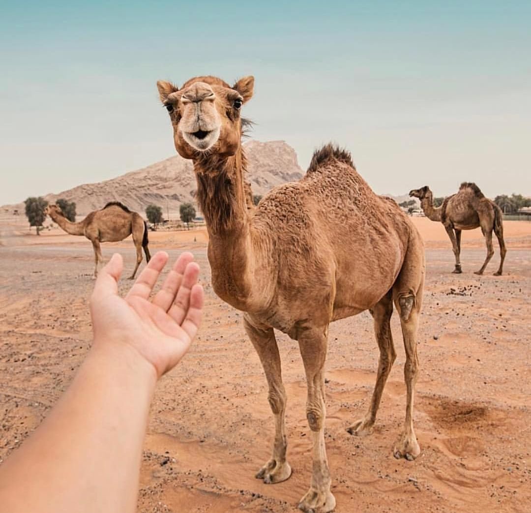 Дубай Верблюды