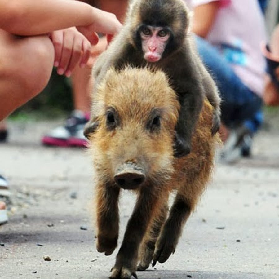 Нелепые животные