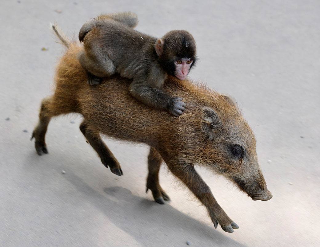 Обезьяна и крыса