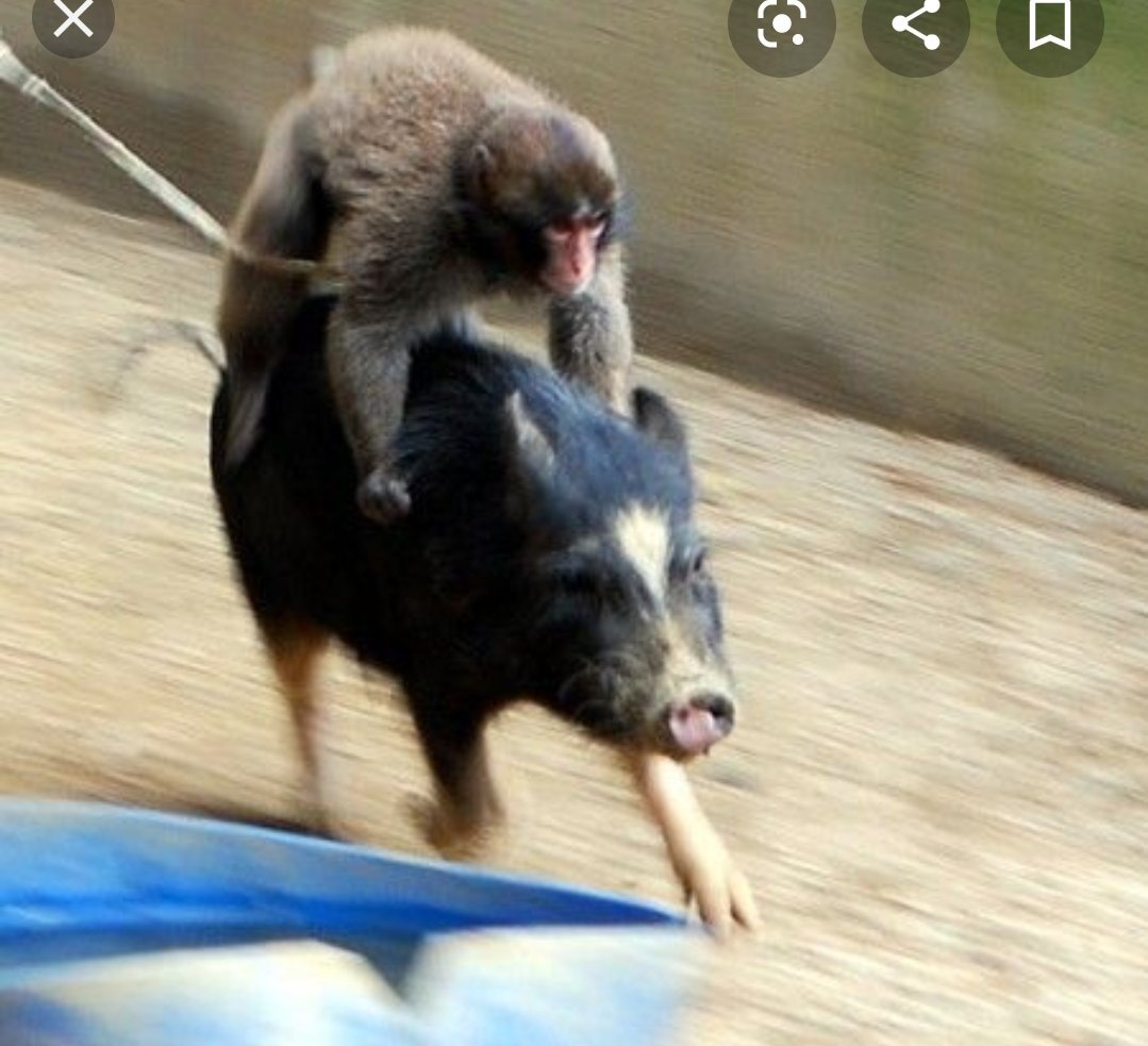 Две обезьяны на кабане