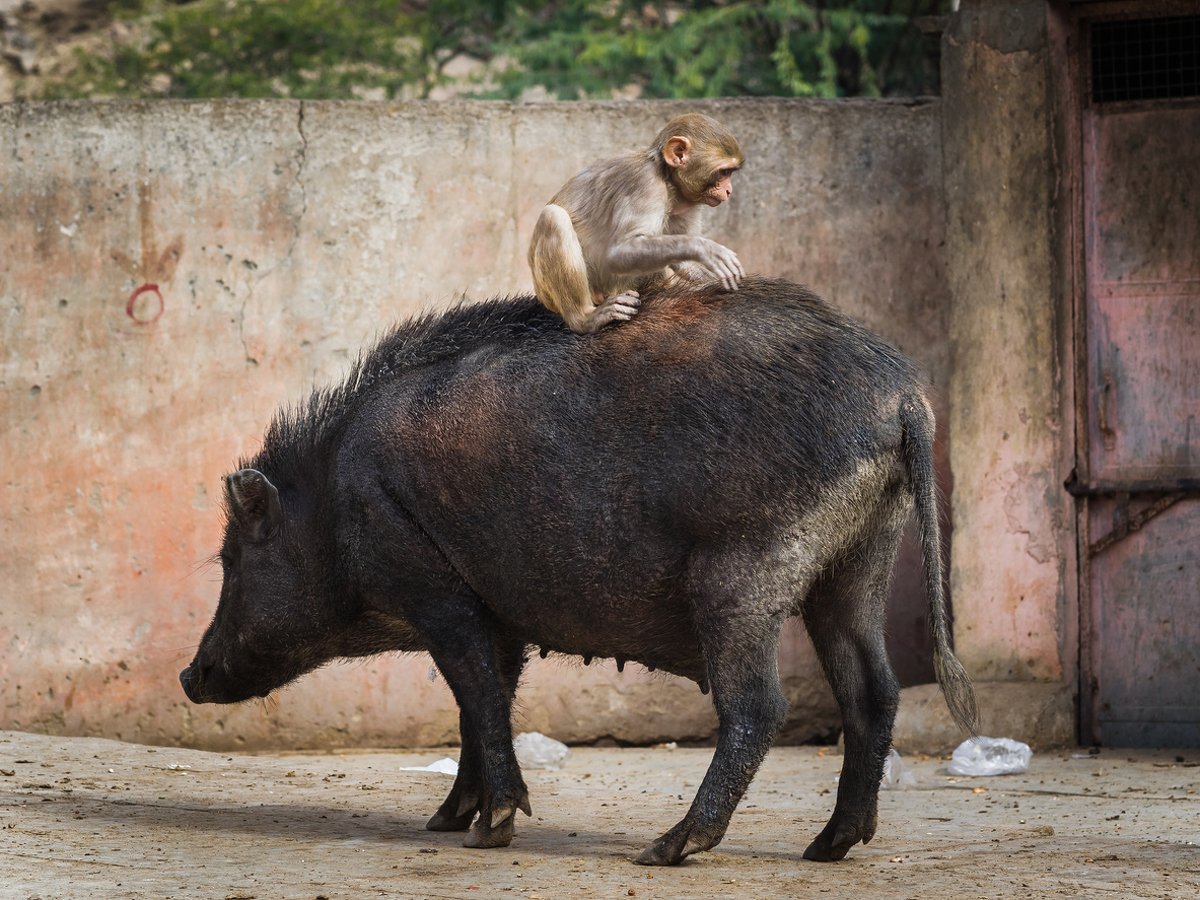 Обезьяна верхом на свинье