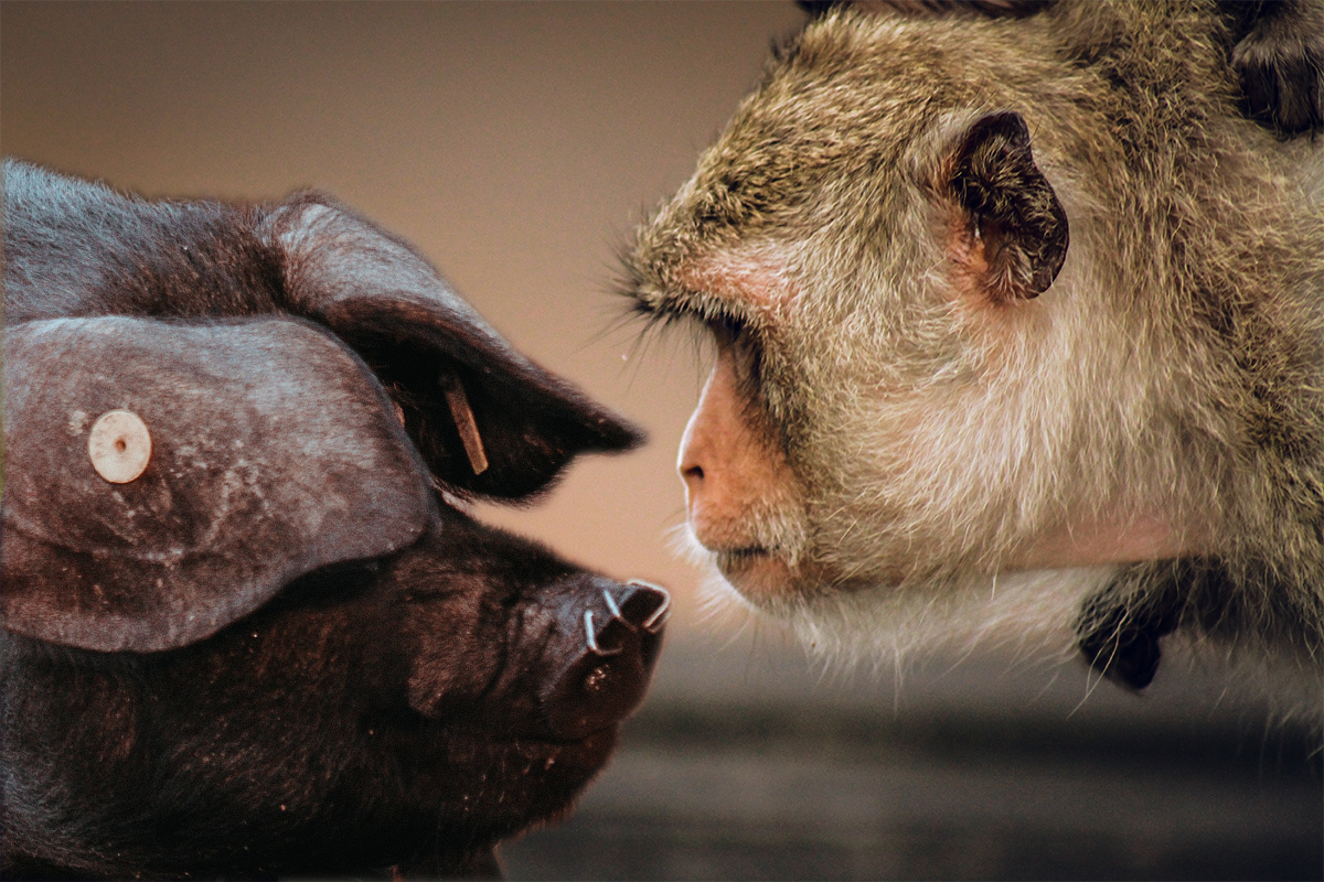 Мультик шимпанзе под прикрытием