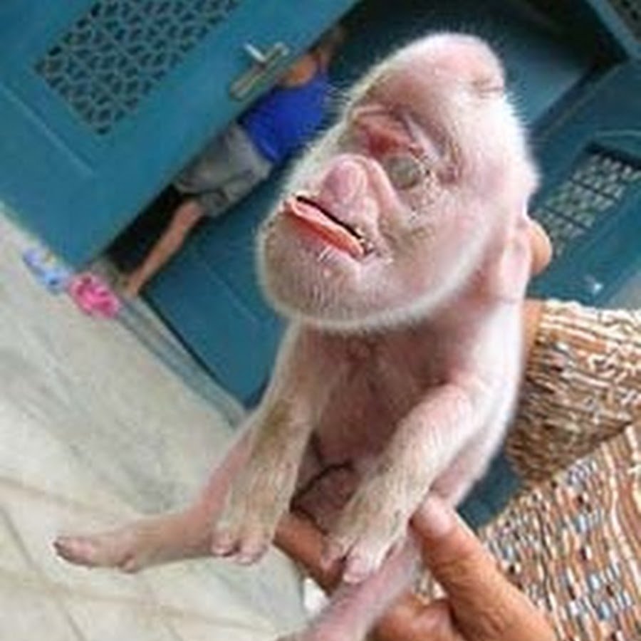 Парасенок с человеческими лицом