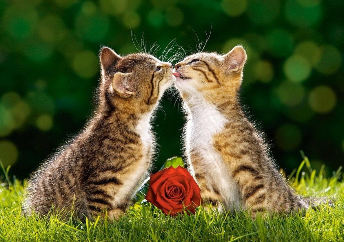 Два котенка