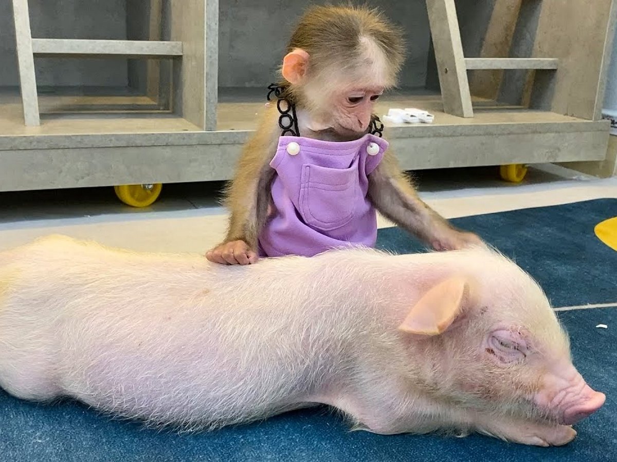 Бибис животное