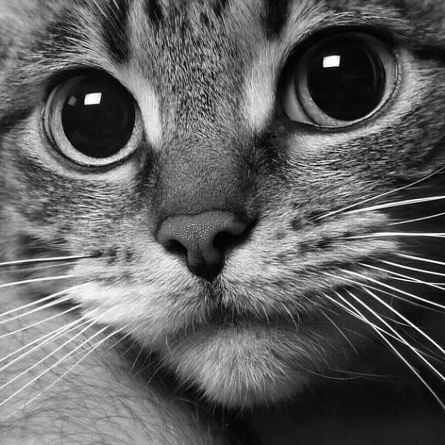 Картинки на аву коты