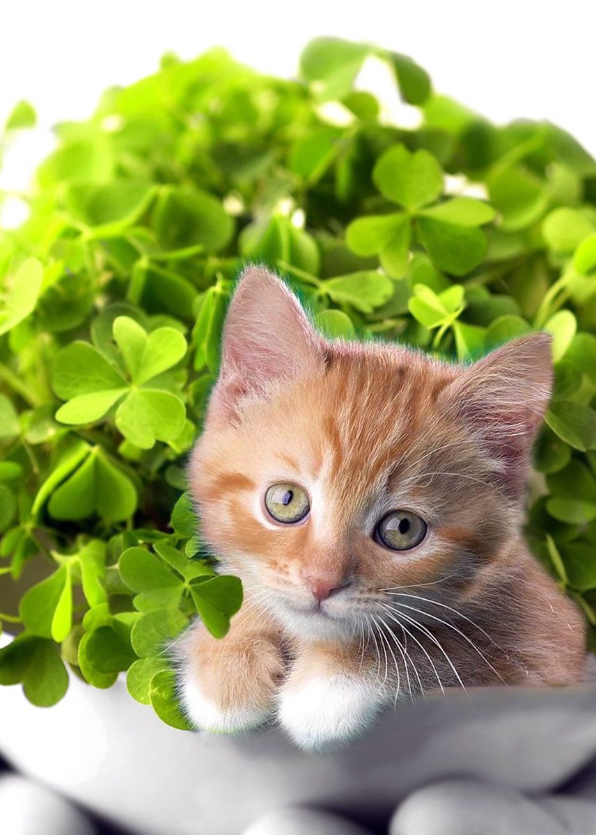 Симпатичные котики