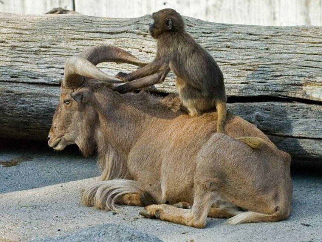Обезьяна и баран