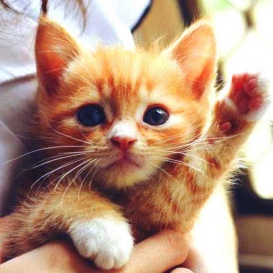 Милые котейки