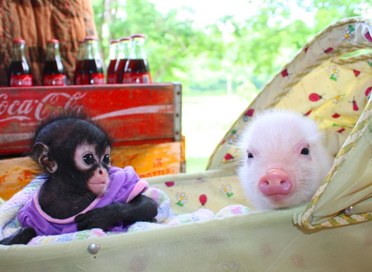 Мини Пиг и обезьяна