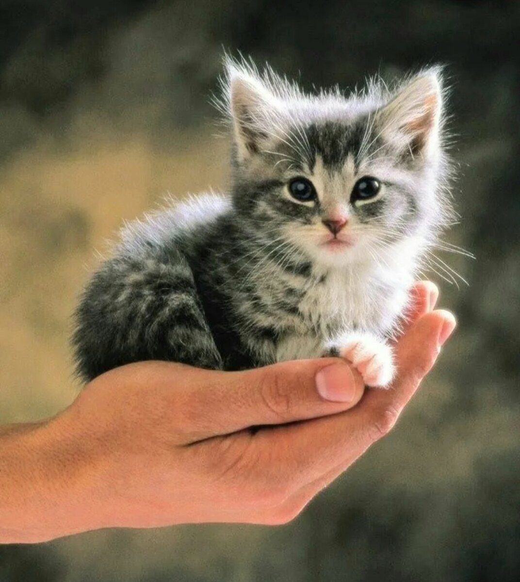 Котенок на ладошке