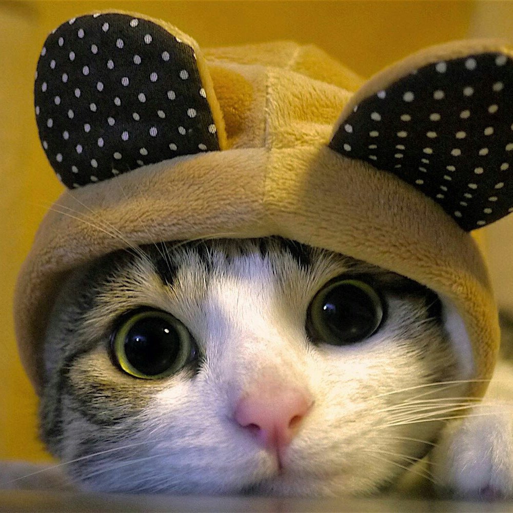 Милый котик в шапочке