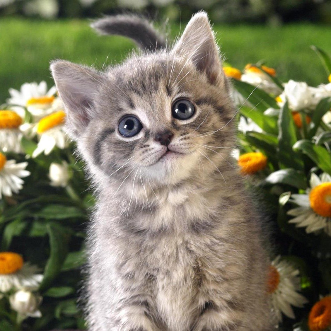 Очаровательные кошки