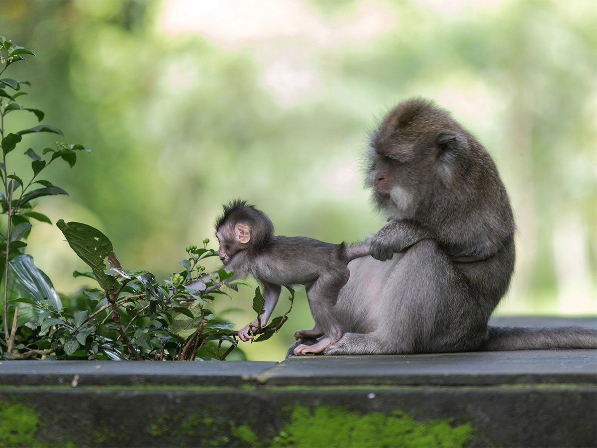Детеныш обезьяны