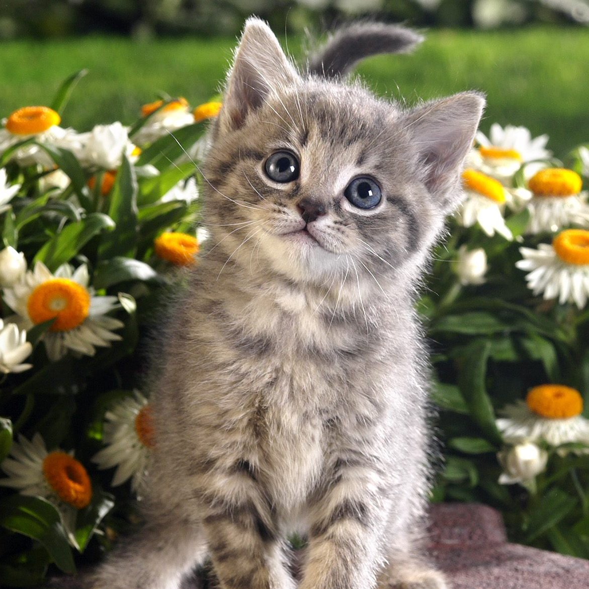 Милые котики