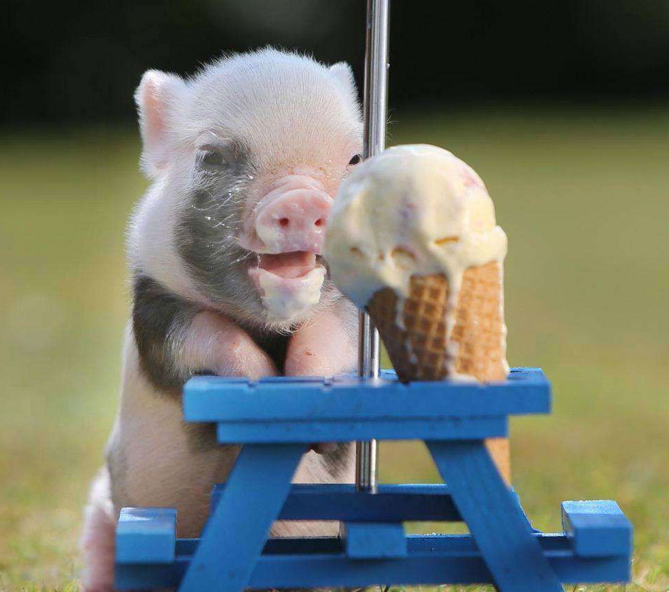 Поросёнок мини Пиг