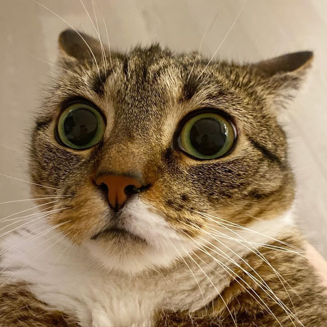 Кот удивляется