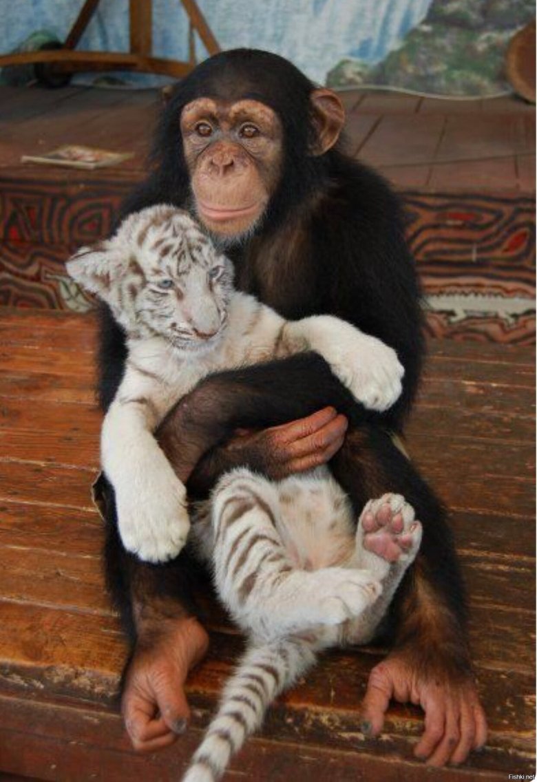 Тигренок и обезьяна