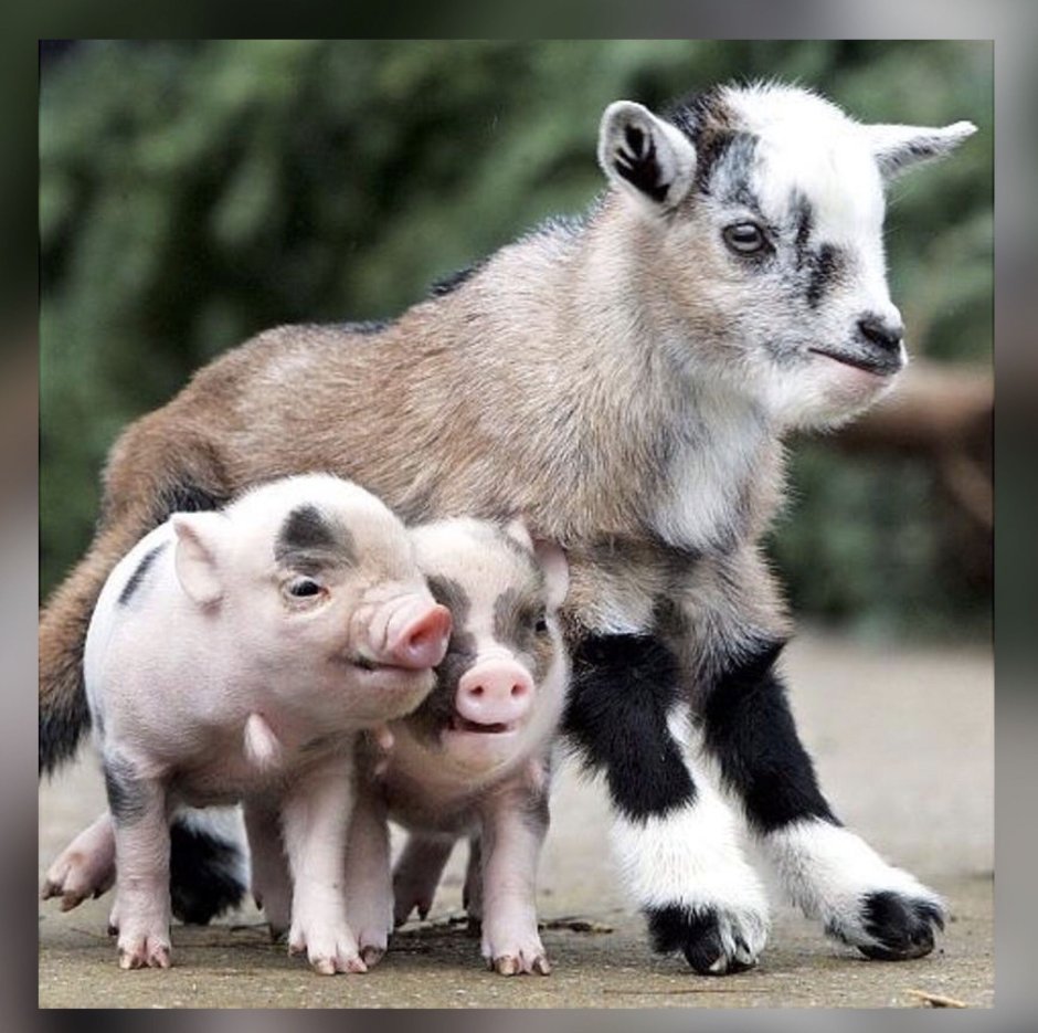 Свинья и обезьяна