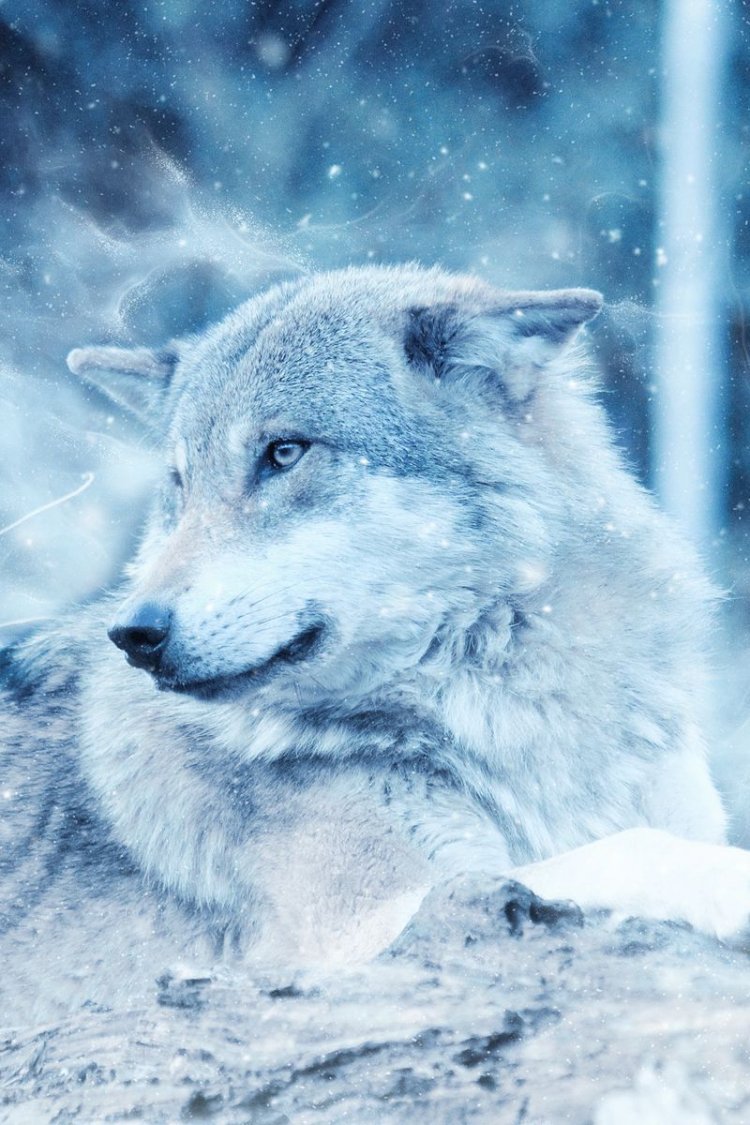 Снежный волк