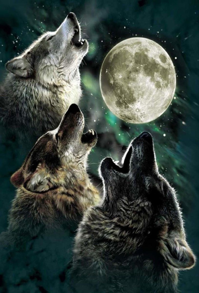 Волк при Луне