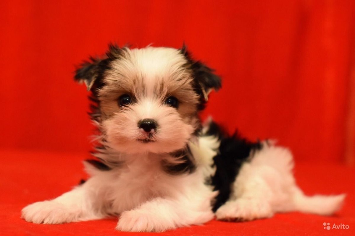 Бивер шоколадный