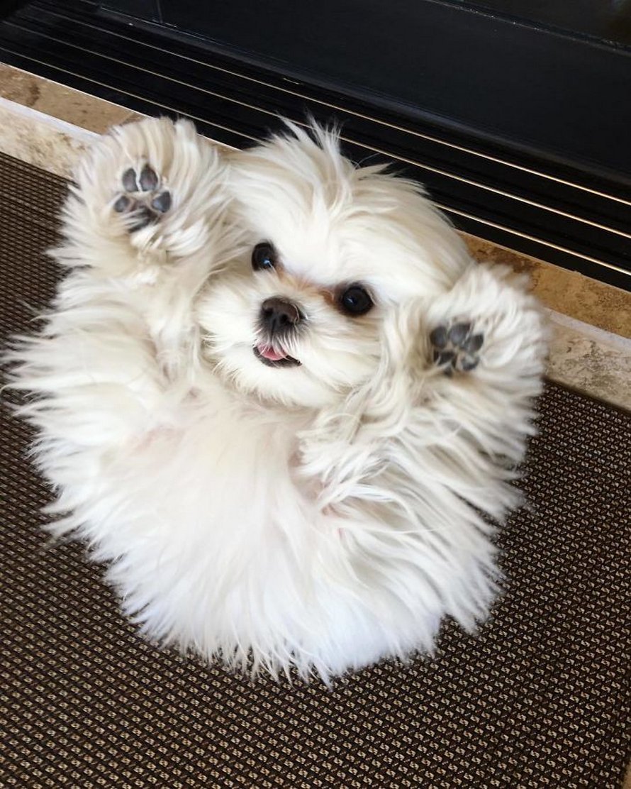 Мадагаскарская болонка