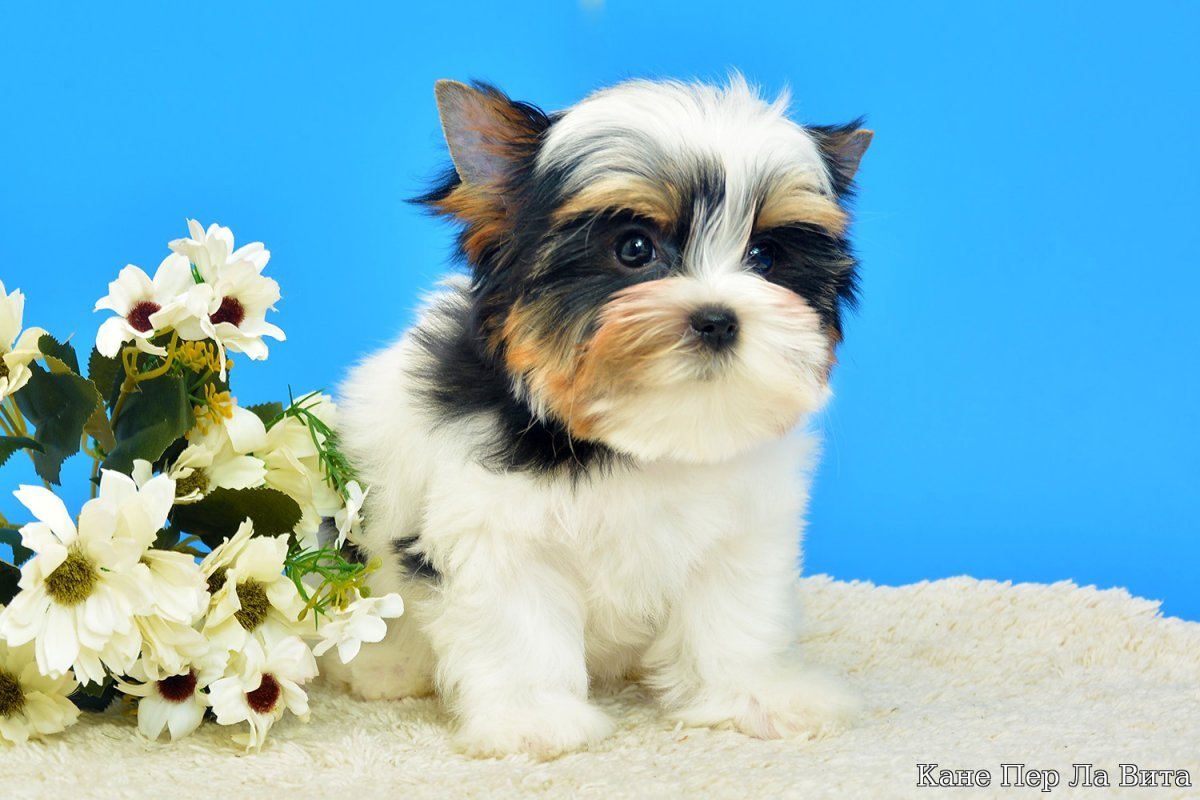 Бивер экономист