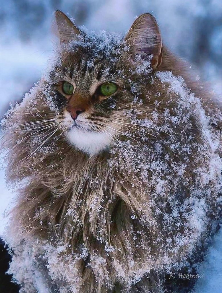 Норвежский Лесной кот