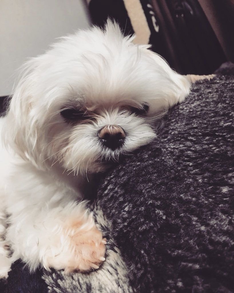 Собака Коко бай