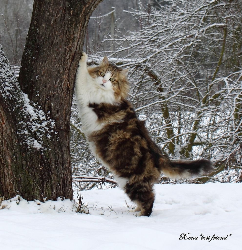 Сибирский Лесной кот