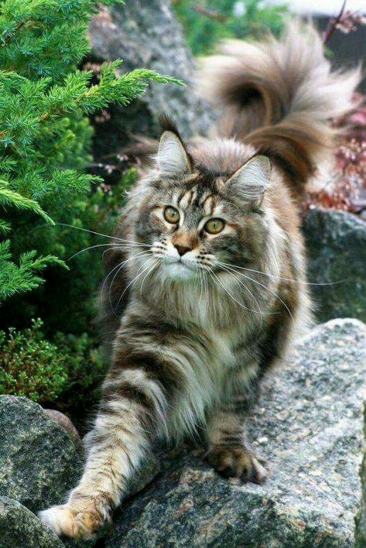 Норвежская длинношерстная Лесная кошка
