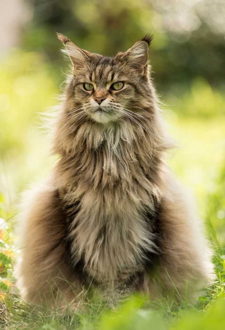 Норвежская длинношерстная Лесная кошка