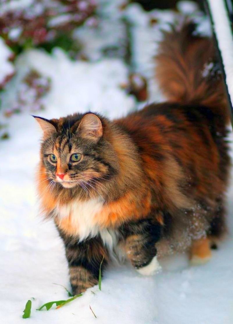 Норвежский Лесной кот биколор