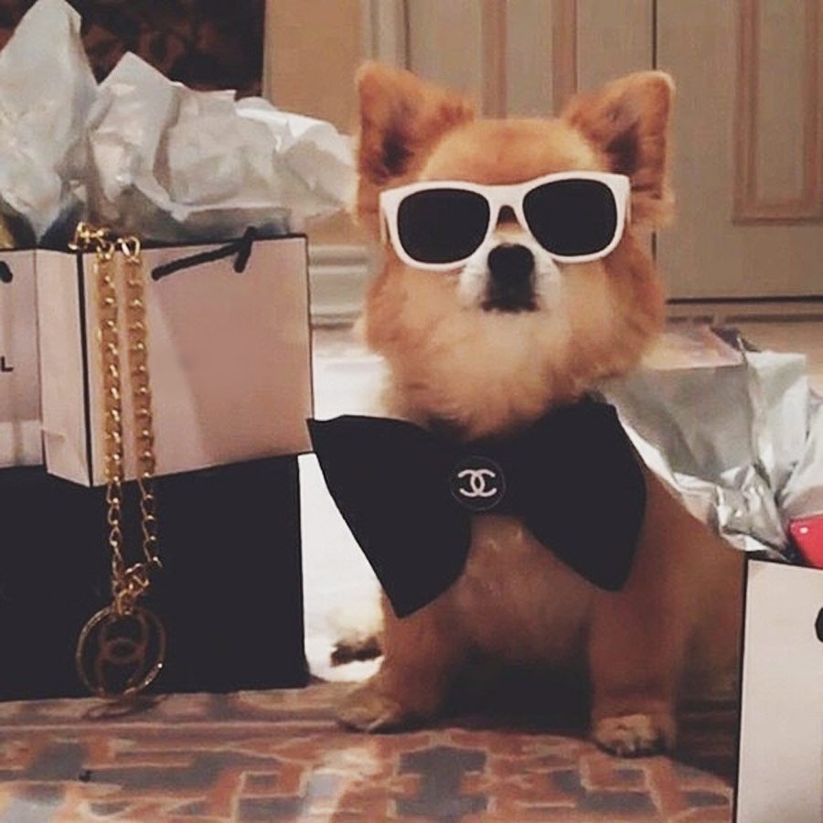 Собака в роскоши