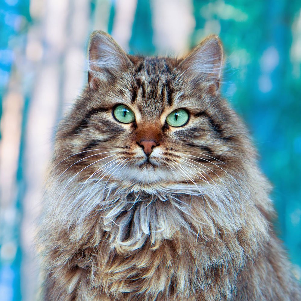 Сибирская кошка агути