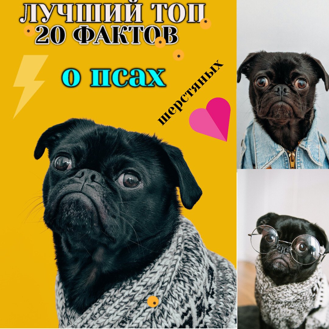 Топ собак 20224