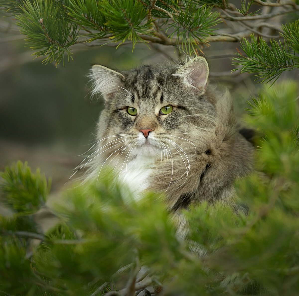 Норвежская Лесная кошка дымчатая