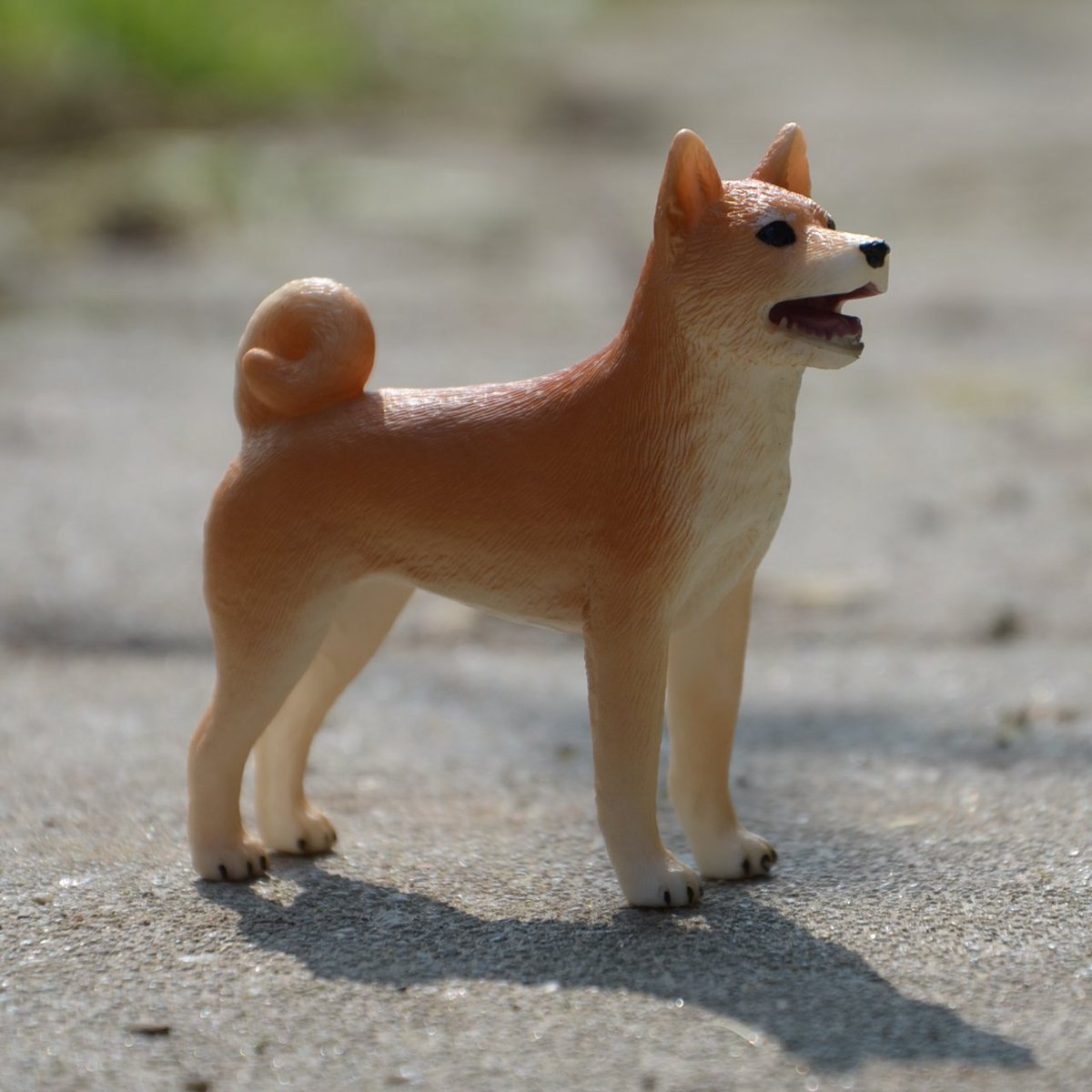 Тайджу сиба