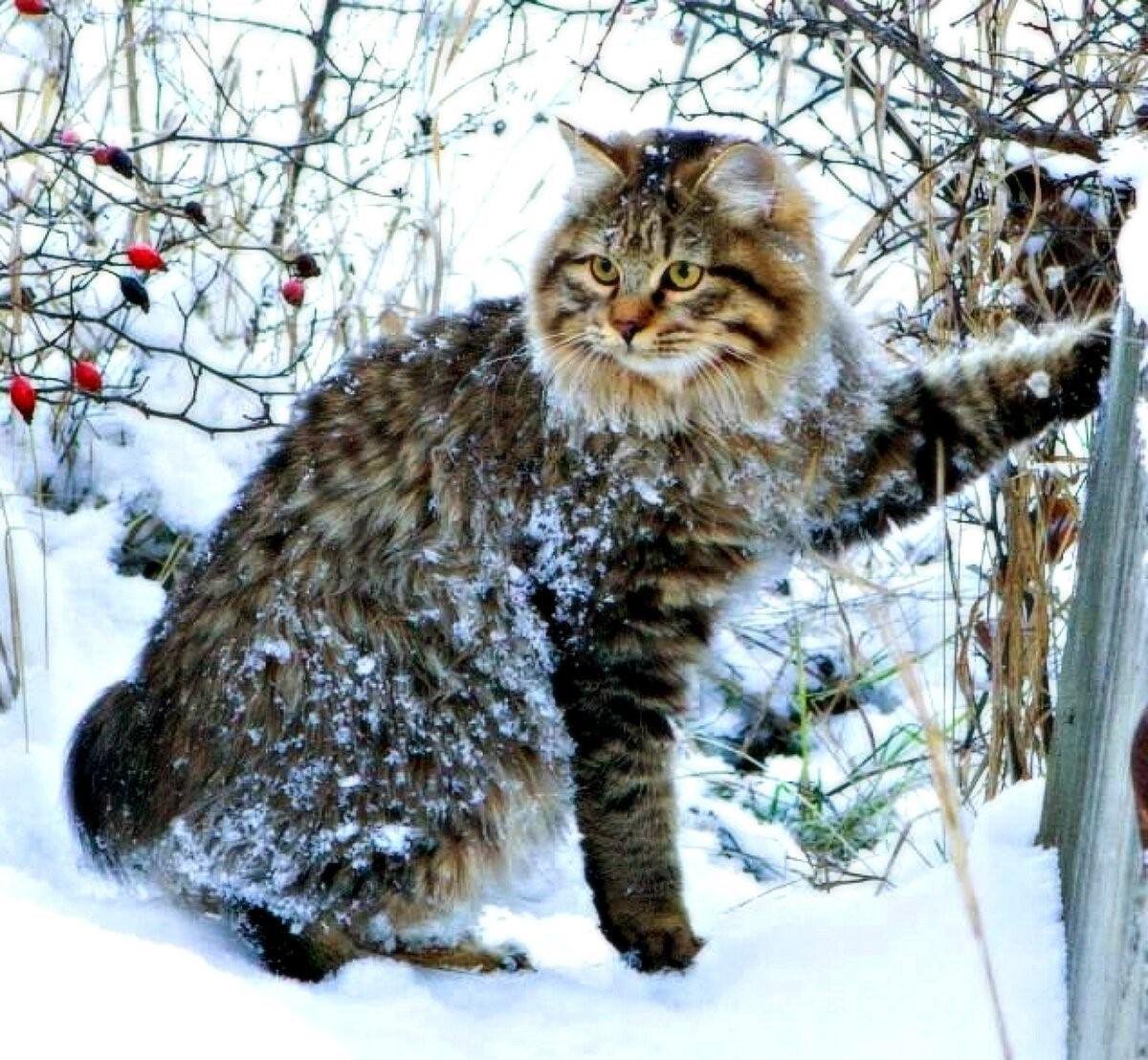 Курильский бобтейл дикий