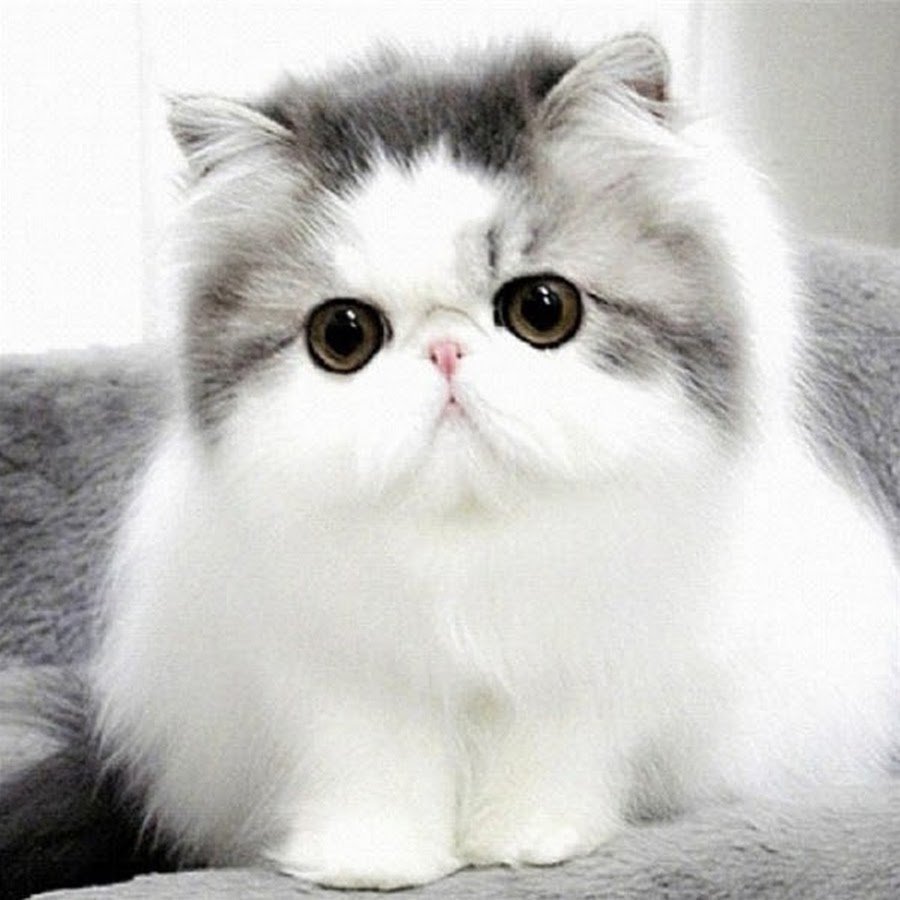 Кошки породы экзот серый