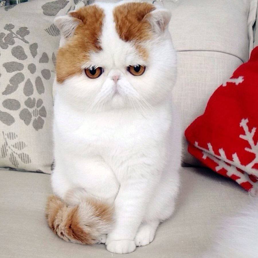 Кошки экзоты короткошерстные