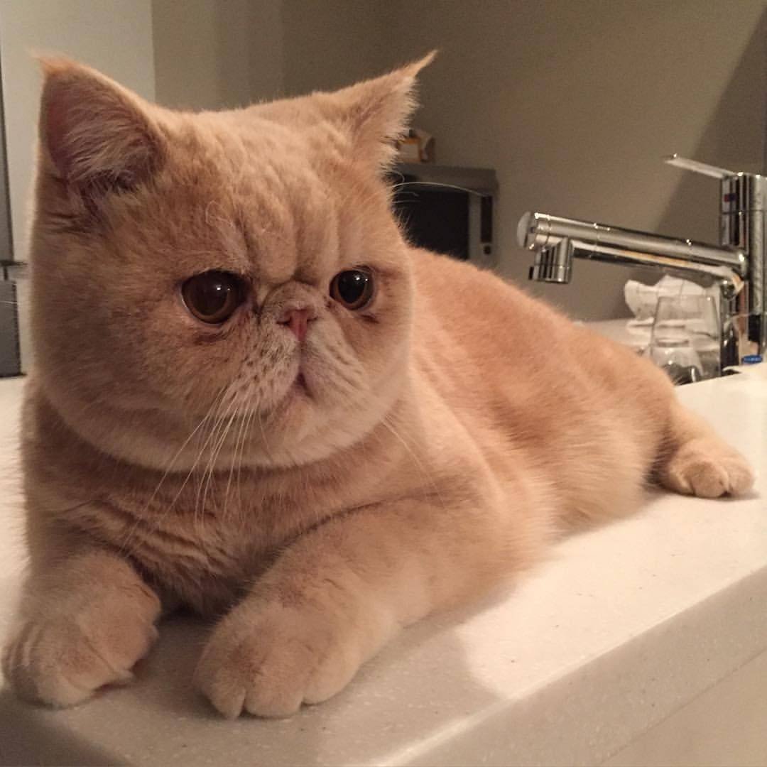 Вислоухий экзот Манчкин