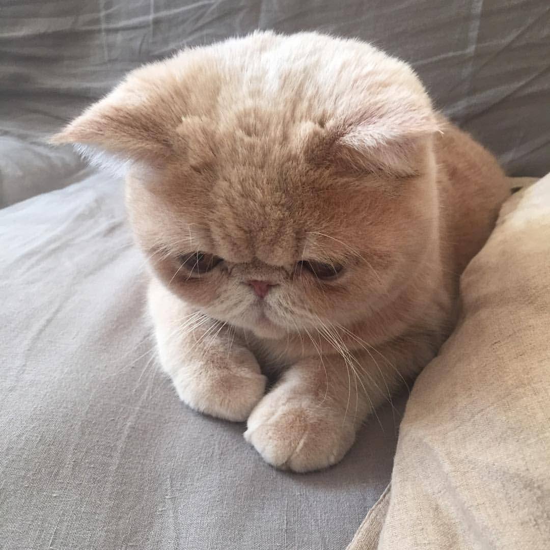 Шотландец экзот вислоухий