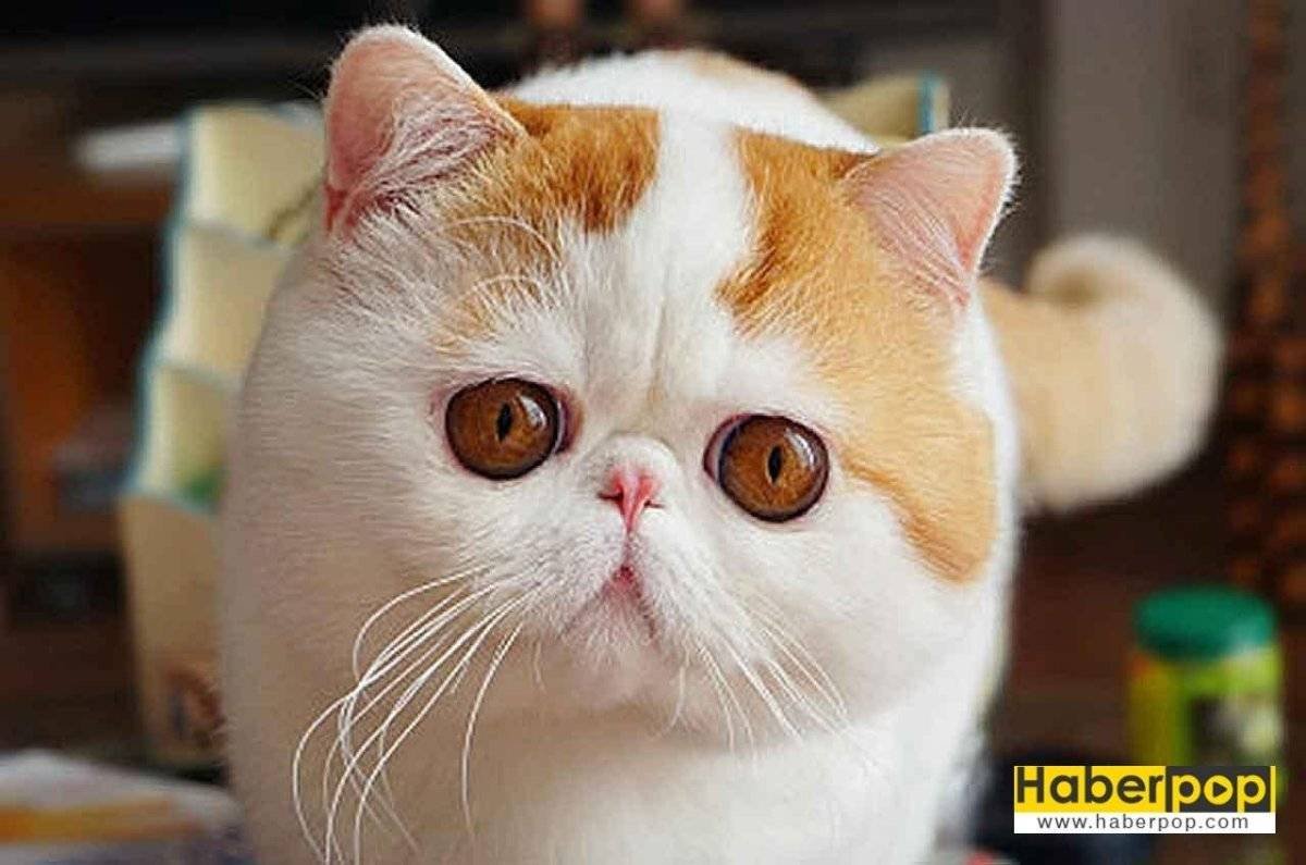 Экзот кошка