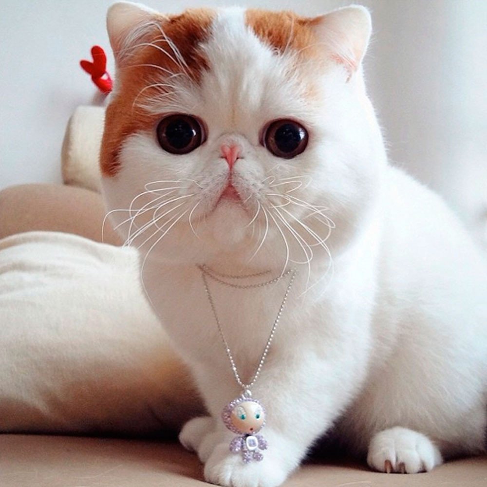 Кошки экзоты короткошерстные